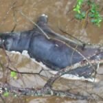 Anthrax outbreak: Zambians warned not to eat dead wildlife