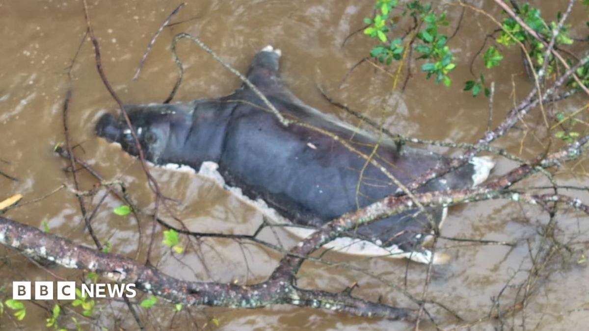 Anthrax outbreak: Zambians warned not to eat dead wildlife Anthrax outbreak: Zambians warned not to eat dead wildlife